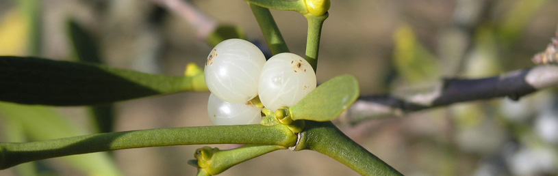 Homöopathie